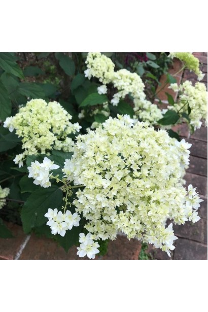 Кулясті білі суцвіття гортензії деревовидної ‘Хайєс Старберст’.